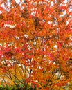Close up of orange and yellow leaf tree in Autumn Royalty Free Stock Photo