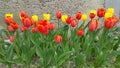 Bright orange and yellow tulips