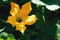 Bright orange zucchini flower with a bee inside Royalty Free Stock Photo