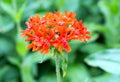 Bright orangey red cluster of flowers on a single stem