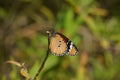 A bright organge wing of plain tiger butterfly. Sultan butterfly Danaus chrysippus Royalty Free Stock Photo