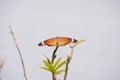 A bright organge wing of plain tiger butterfly. Sultan butterfly Danaus chrysippus Royalty Free Stock Photo