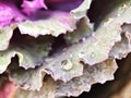 Bright ornamental cabbage leaves.Droplet of water on a textured leaf