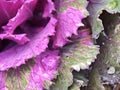 Bright ornamental cabbage leaves.Droplet of water on a textured leaf