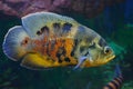 Bright Oscar Astronotus ocellatus in habitat