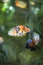 Bright Oscar Astronotus ocellatus in their habitat. spotted colorful fish in aquarium