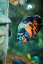 Bright Oscar Astronotus ocellatus in their habitat. spotted colorful fish in aquarium Royalty Free Stock Photo