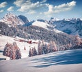 Bright outdoor scene of Dolomite Alps with first snow cowered larch trees.