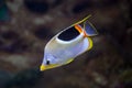 Bright Pacific two-seat butterfly Fish, Chaetodon ulietensis, swims in the aquarium. Marine life