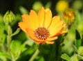 Macro of a Pale orange Osteospernum flower Royalty Free Stock Photo