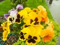 Bright pansies grow in garden. Studio Photo