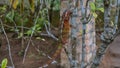 A bright panther chameleon Furcifer Pardalis climbs a tree. Royalty Free Stock Photo