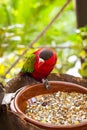 Bright parrot is feeding from bowl with seeds in Loro Park (Loro Parque), Tenerife Royalty Free Stock Photo