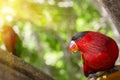 Bright parrot is feeding from bowl with seeds in Loro Park (Loro Parque), Tenerife Royalty Free Stock Photo