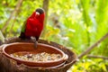 Bright parrot is feeding from bowl with seeds in Loro Park (Loro Parque), Tenerife Royalty Free Stock Photo