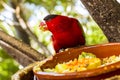 Bright parrot is feeding from bowl with seeds in Loro Park (Loro Parque), Tenerife Royalty Free Stock Photo