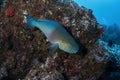 Bicolour Parrotfish male Cocos Island, Eastern Pacific Royalty Free Stock Photo