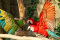 Bright Parrots Birds In The Zoo. Royalty Free Stock Photo