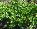 Bright parsley greens n the garden in the spring
