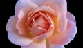 Pastel still life macro of a single orange pink wide open rose blossom Royalty Free Stock Photo