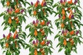 Bright pattern of small hot peppers on twigs