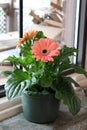 Bright peach colored gerbera daisies in Pot set on windowsill for some sun Royalty Free Stock Photo