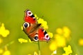 A bright Peacock Eye butterfly sits on a yellow flower