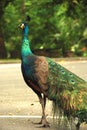 The bright peacock is standing gracefully on the road