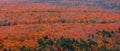 Bright peak autumn foliage in Black river national forest of Michigan upper peninsula Royalty Free Stock Photo