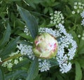 Bright peony bud in the garden close up