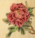 Bright peony flower