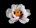 bright peony flower in water drops isolated on black