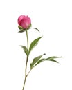 Bright peony on white. Beautiful spring flower