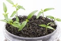 Bright pepper seedling with sharp leaves grows plastic pot on a gray background