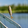 Bright perch close-up on fish-hook on lip with maggot, hot summer day, natural background, square. Concept luck, success