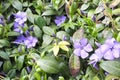 Bright periwinkle blue flowers on background Royalty Free Stock Photo