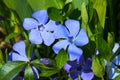 Bright periwinkle blue flowers on background of green leaves. Royalty Free Stock Photo