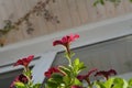 Bright petunia flowers in balcony greening. View from below Royalty Free Stock Photo