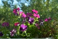 Bright petunia flowers on blurred natural background. Balcony greening with blooming plants in flower pots Royalty Free Stock Photo