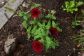 Bright petunia flowers in city yard greening. Guerrilla gardening