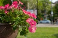 Flowerbed with bright pink flowers on a city street