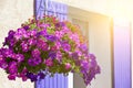 Bright petunia flowers on a house wall background