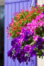 Bright petunia flowers on a house wall background