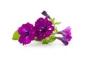 Bright petunia flowers