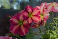 Bright petunia flowers with multicolored petals. Home garden on the balcony Royalty Free Stock Photo