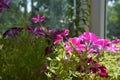 Bright petunia flowers in sunny summer day. Balcony greening with decorative blooming plants Royalty Free Stock Photo