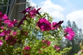 Bright petunia flowers in sunny summer day. Blooming garden on the balcony Royalty Free Stock Photo