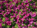 Bright petunias in the middle of the city.