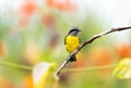 Small yellow bird perched on a branch with a colorful background in Trinidad and Tobago. Royalty Free Stock Photo