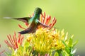 Small hummingbird dancing on colorful flowers